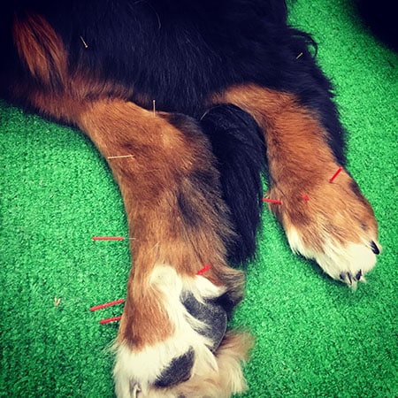 Veterinarian performing acupuncture on a dog