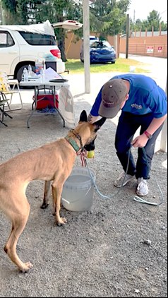 Task, a Belgian Malinois search and rescue dog, dunks his muzzle into a bucket of water while his handler looks on