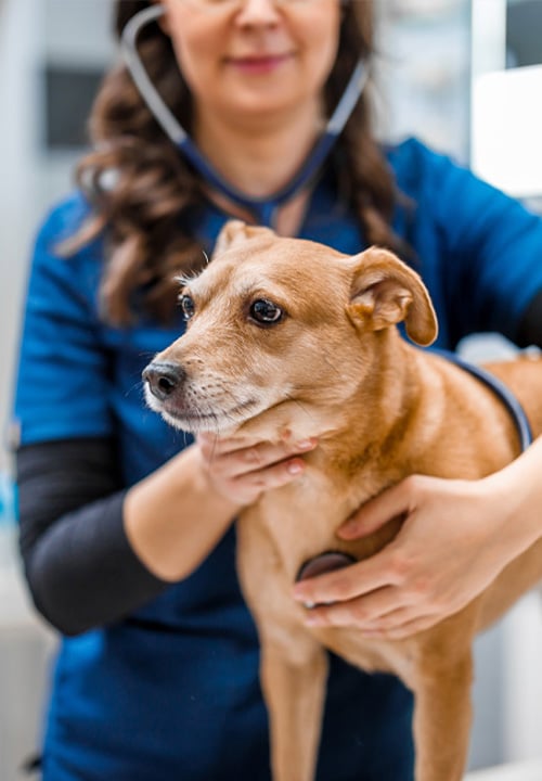 Veterinary professional holding a small tan dog