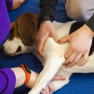 Veterinary professional performing manual therapy massage on a pet